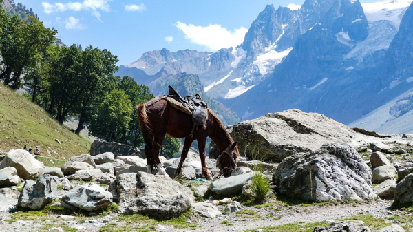 Kashmir Dreamscape: Family Vacation Package